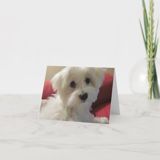 マルチーズノートカード カード (正面)