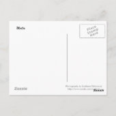 マルチーズバスはがき ポストカード (裏面)