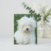 マルチーズパピースハガキ ポストカード (スタンド正面)