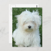 マルチーズパピースハガキ ポストカード (正面/裏面)