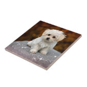 マルチーズパピー…愛らしい タイル (側面)