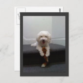 マルチーズビコンドッグハガキ ポストカード (正面/裏面)