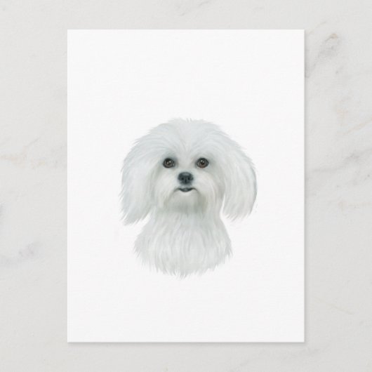 マルチーズヘッドポートレート ポストカード (正面)