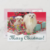 マルチーズメリークリスマス シーズンポストカード (正面/裏面)
