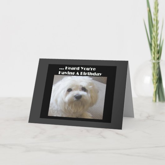 マルチーズユーモア誕生日カード カード (正面)