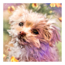 マルチーズレスキューパピー2涙を通して見てポステ