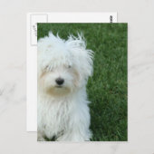 マルチーズレスキューポストカード ポストカード (正面/裏面)