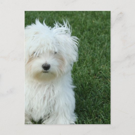 マルチーズレスキューポストカード ポストカード (正面)