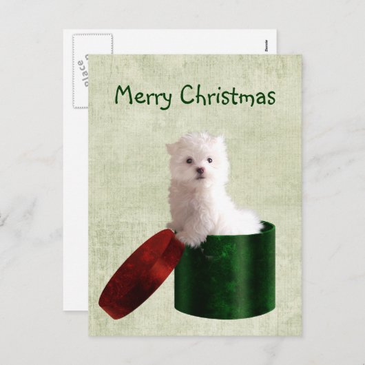 マルチーズ子犬のクリスマス シーズンポストカード (正面/裏面)