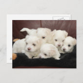 マルチーズ子犬オンポストカード ポストカード (正面/裏面)