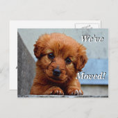 マルチーズ子犬引っ越しました新しい住所はがき 案内ポストカード (正面/裏面)