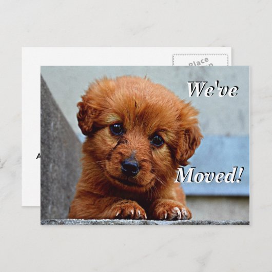 マルチーズ子犬引っ越しました新しい住所はがき 案内ポストカード (正面/裏面)