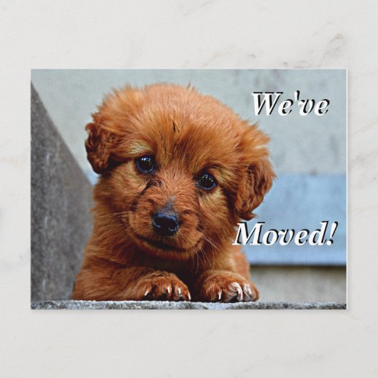 マルチーズ子犬引っ越しました新しい住所はがき 案内ポストカード (正面)