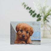 マルチーズ子犬引っ越しました新しい住所はがき 案内ポストカード (スタンド正面)