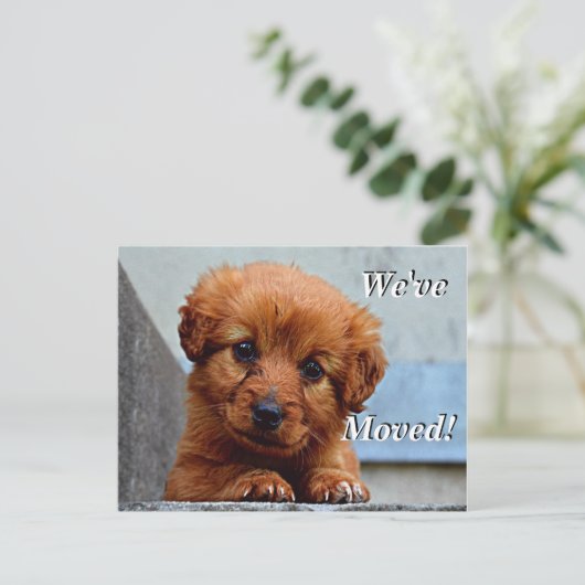 マルチーズ子犬引っ越しました新しい住所はがき 案内ポストカード (スタンド正面)