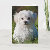マルチーズ子犬 カード (正面)