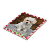 マルチーズ子犬……クリスマスフレーム タイル (側面)