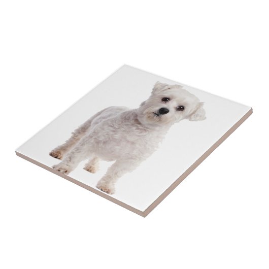 マルチーズ子犬 タイル (側面)