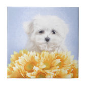 マルチーズ子犬 タイル (正面)