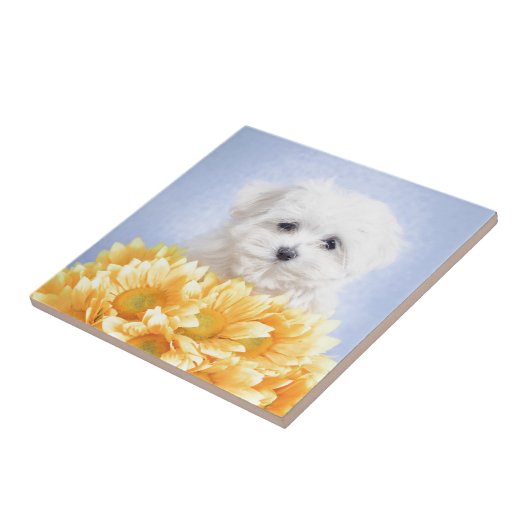 マルチーズ子犬 タイル (側面)