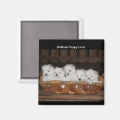 マルチーズ子犬、バスケット、"マルチーズ子犬の愛" マグネット (正面/裏面)