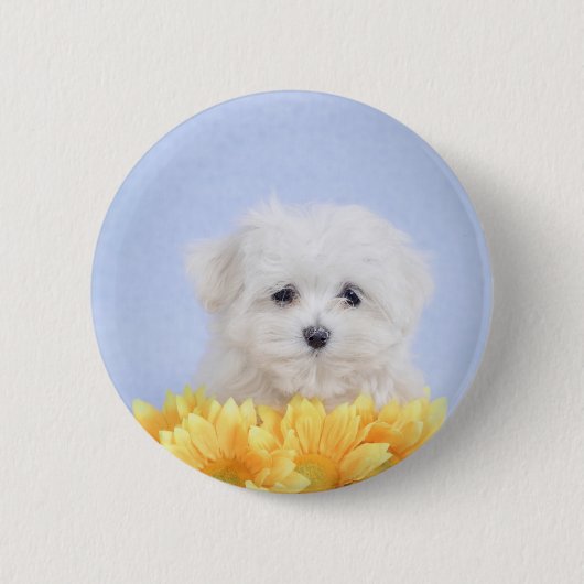 マルチーズ子犬 缶バッジ (正面)