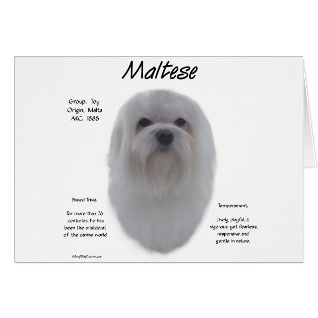 マルチーズ履歴デザイン (正面横)