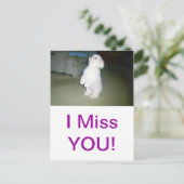 マルチーズ座る ポストカード (スタンド正面)