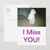 マルチーズ座る ポストカード (正面/裏面)