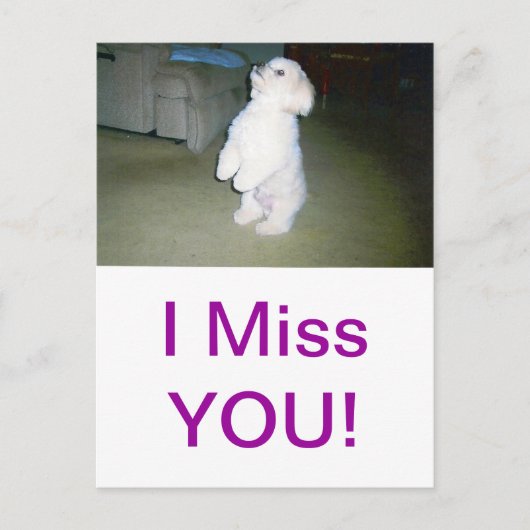 マルチーズ座る ポストカード (正面)