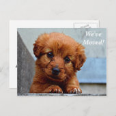 マルチーズ引っ越しました新しい住所はがき 案内ポストカード (正面/裏面)