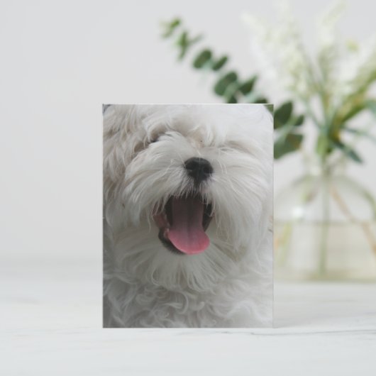 マルチーズ犬のポストカード ポストカード (スタンド正面)