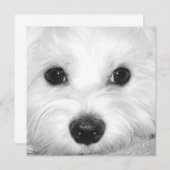 マルチーズ犬崇拝かわいい目と魅力的鼻 サンキューカード (正面/裏面)