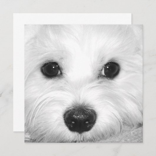 マルチーズ犬崇拝かわいい目と魅力的鼻 サンキューカード (正面/裏面)