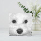 マルチーズ犬崇拝かわいい目と魅力的鼻 サンキューカード (スタンド正面)