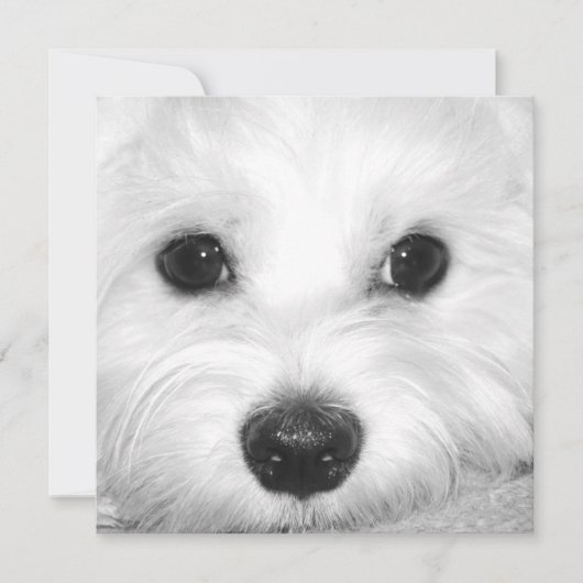 マルチーズ犬崇拝かわいい目と魅力的鼻 サンキューカード (正面)