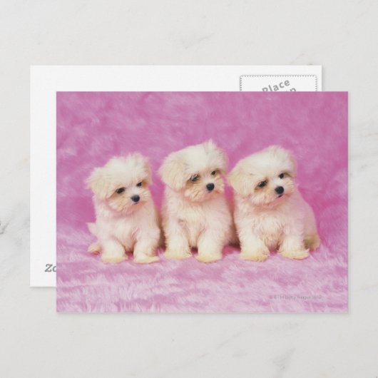 マルチーズ犬；は小さな種類の白い犬である ポストカード (正面/裏面)