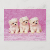 マルチーズ犬；は小さな種類の白い犬である ポストカード (正面)