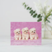 マルチーズ犬;は小さな種類の白い犬である ポストカード (スタンド正面)