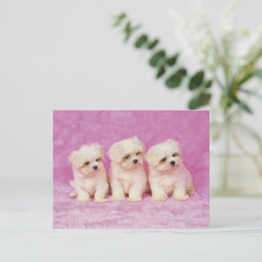 マルチーズ犬；は小さな種類の白い犬である ポストカード (スタンド正面)