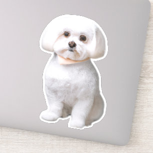 マルチーズ犬 シール