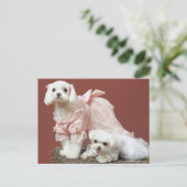 マルチーズ犬 ポストカード (スタンド正面)
