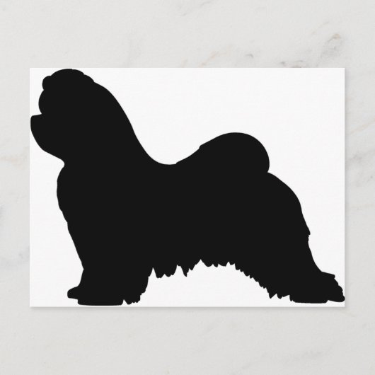 マルチーズ犬 ポストカード (正面)