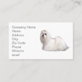 マルチーズ犬 名刺 (正面)