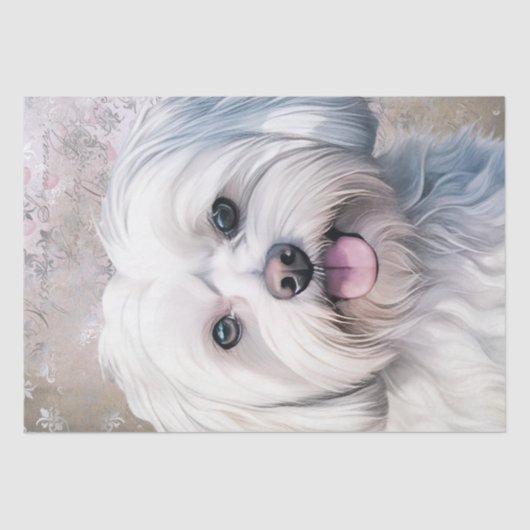 マルチーズ犬 薄葉紙 (正面)