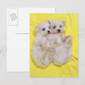 マルチーズ犬; 2の小さな種類の白い犬 ポストカード (正面/裏面)