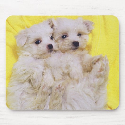 マルチーズ犬； 2の小さな種類の白い犬 マウスパッド (正面)