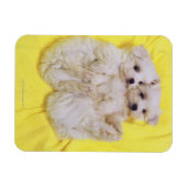 マルチーズ犬； 2の小さな種類の白い犬 マグネット (横)