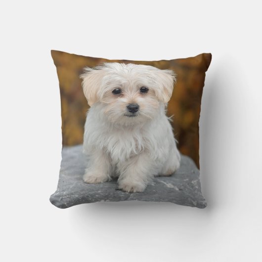 マルチーズ白い子犬の写真 クッション (正面)