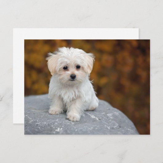 マルチーズ白い子犬の写真 ポストカード (正面/裏面)